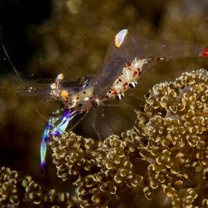 Anemone shrimp carrying eggs on soft coral, profile view, Lembeh Strait, North Sulawesi, Indonesia