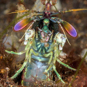 Crevette-mante sortant de son terrier, gros plan de face, uropodes violets, détroit de Lembeh, Sulawesi du Nord, Indonésie