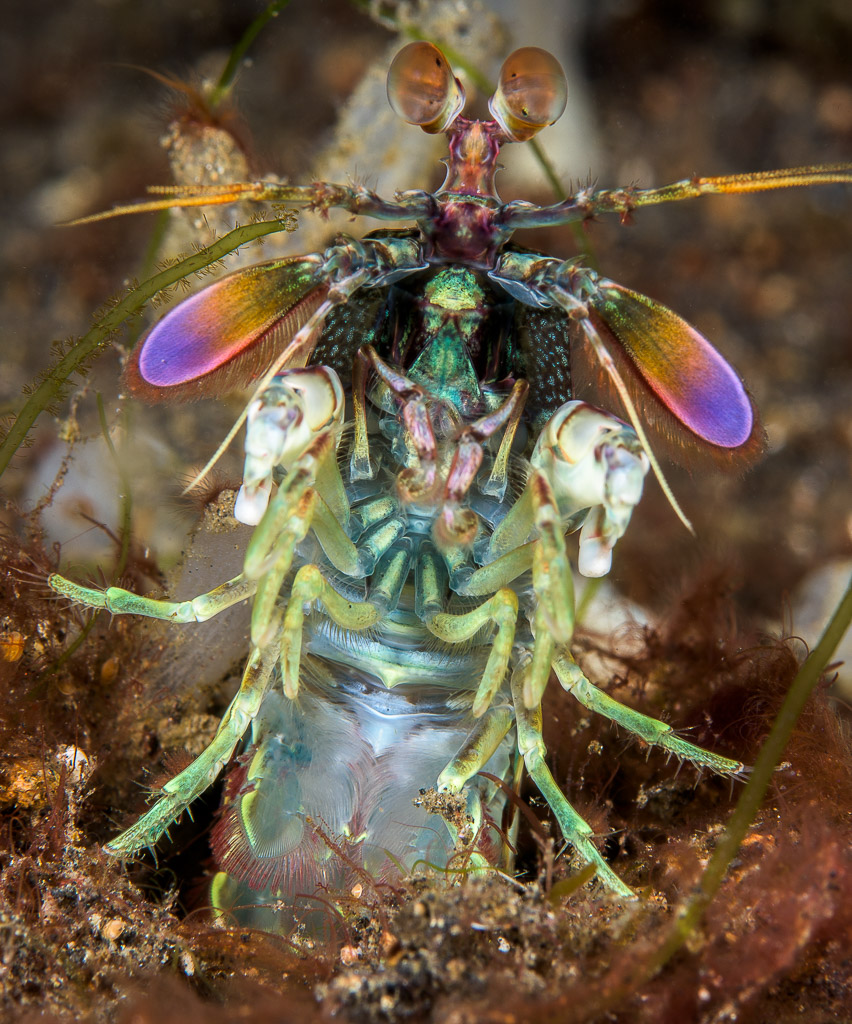 Mantis shrimp emerging from its burrow, frontal close-up with violet uropods, Lembeh Strait, North Sulawesi, Indonesia