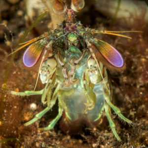 Crevette-mante dans son terrier encadrée d’algues, vue de face verticale, détroit de Lembeh, Sulawesi du Nord, Indonésie