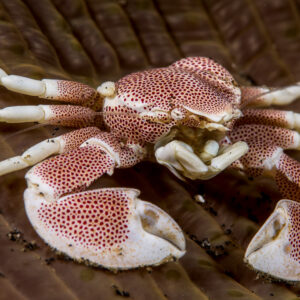 Spotted porcelain crab on an anemone disc, top view, Lembeh Strait, North Sulawesi, Indonesia