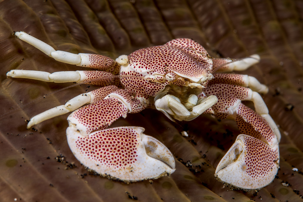 Spotted porcelain crab on an anemone disc, top view, Lembeh Strait, North Sulawesi, Indonesia