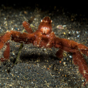 Red spider crab standing on black sand, frontal view, Lembeh Strait, North Sulawesi, Indonesia