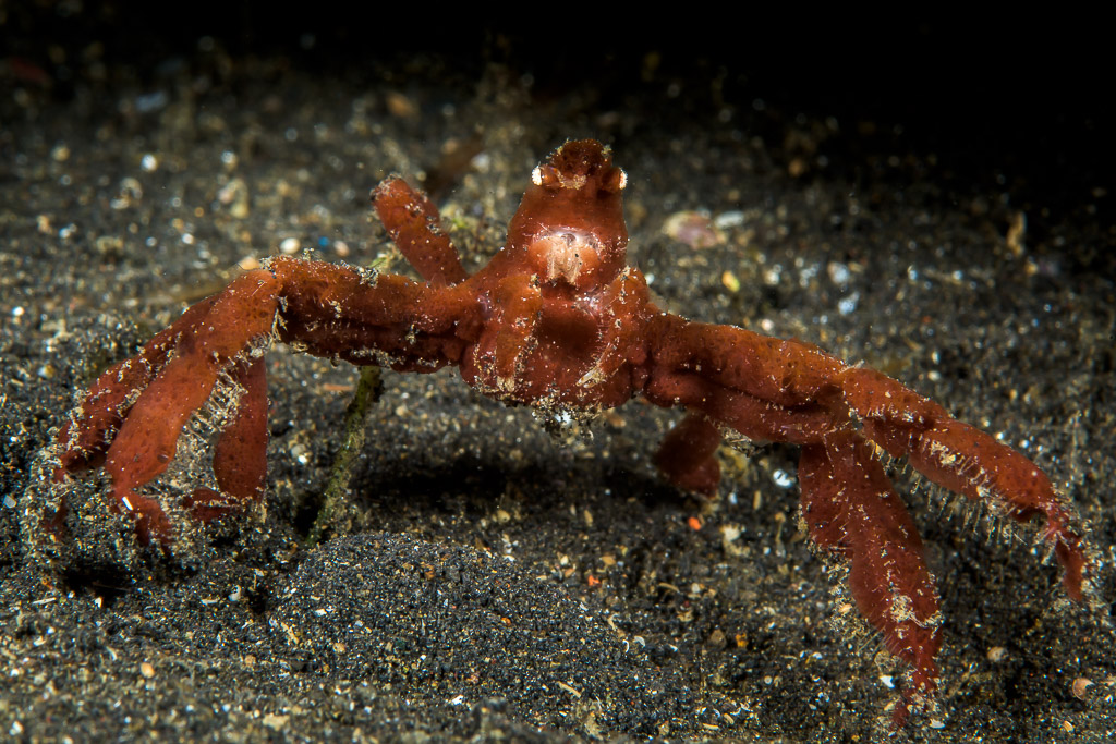 Crabe-araignée rouge dressé sur sable noir, vue de face, détroit de Lembeh, Sulawesi du Nord, Indonésie
