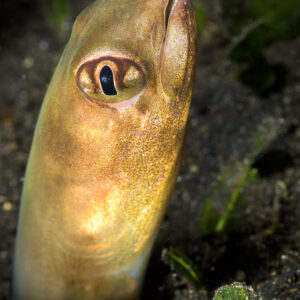 Conger eel head emerging vertically from black sand, Lembeh Strait, North Sulawesi, Indonesia
