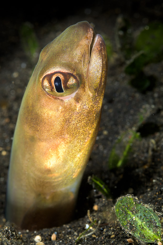 Conger eel head emerging vertically from black sand, Lembeh Strait, North Sulawesi, Indonesia