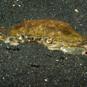 Swimming crab half-buried in black volcanic sand, eyes raised, Lembeh Strait, North Sulawesi, Indonesia