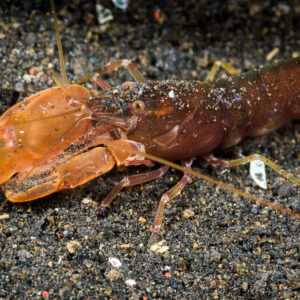Crevette pistolet orange à grosse pince sur sable noir, détroit de Lembeh, Sulawesi du Nord, Indonésie