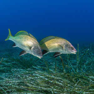 Deux corbs nageant côte à côte au-dessus d’un herbier de posidonie, Porto-Vecchio, Corse, France