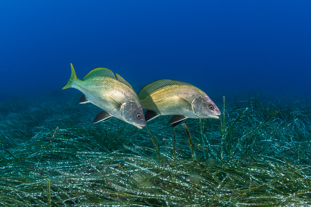 Deux corbs nageant côte à côte au-dessus d’un herbier de posidonie, Porto-Vecchio, Corse, France