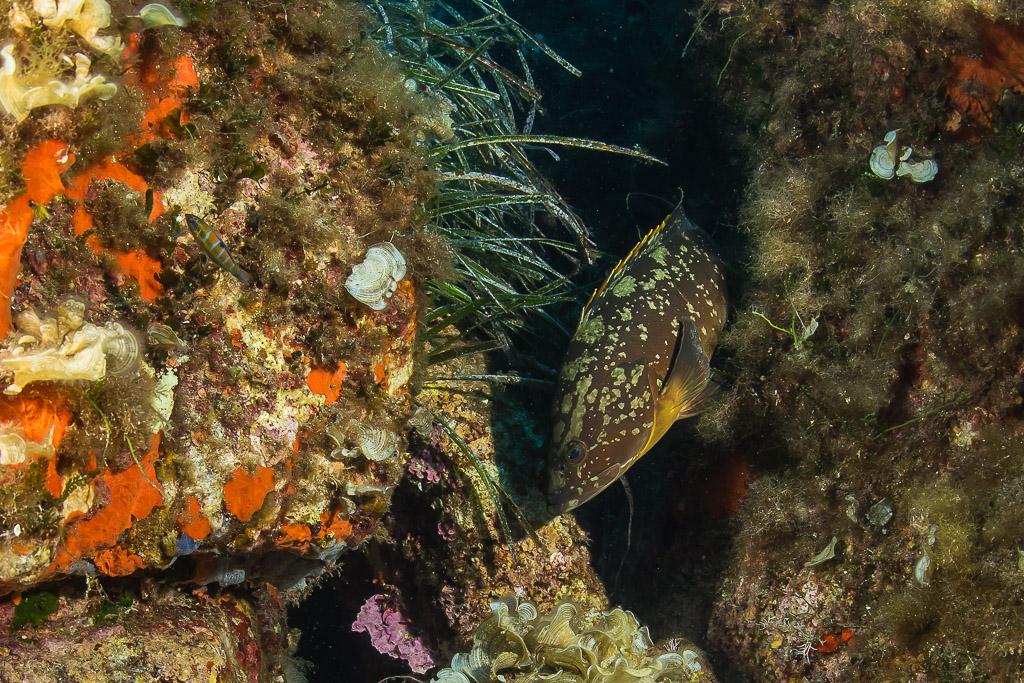 Dusky grouper hiding in a crevice beside orange sponges, Porto-Vecchio, Corsica, France