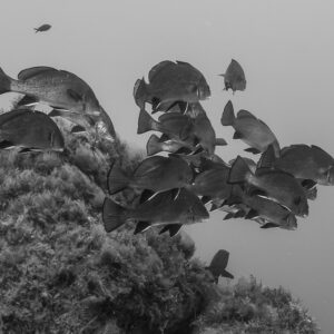 Black and white: school of brown meagre along an algae-covered rock, Porto-Vecchio, Corsica, France