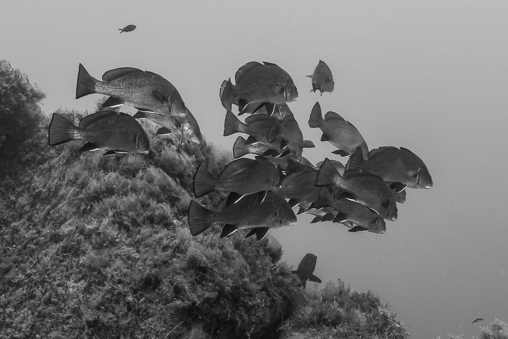 Black and white: school of brown meagre along an algae-covered rock, Porto-Vecchio, Corsica, France