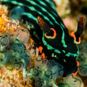 Nembrotha nudibranch with green stripes crawling over clustered sea squirts, Anilao, Batangas, Philippines