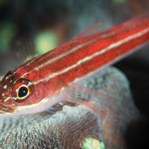 Striped triplefin resting on a sponge, white-spotted head in profile, Anilao, Batangas, Philippines