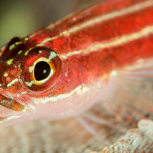 Striped triplefin head close-up with large dark eye and red stripes, Anilao, Batangas, Philippines