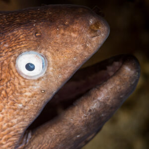 White-eyed moray with mouth open, vertical portrait against dark background, Anilao, Batangas, Philippines