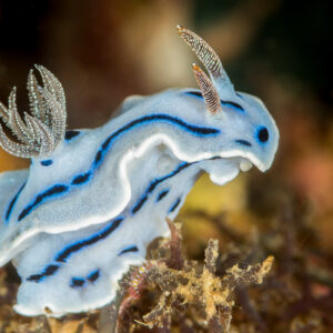 Willan's chromodoris nudibranch, pale blue with dark lines, gills raised, Anilao, Batangas, Philippines