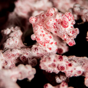 Pink pygmy seahorse camouflaged among knobby sea fan polyps, Anilao, Batangas, Philippines