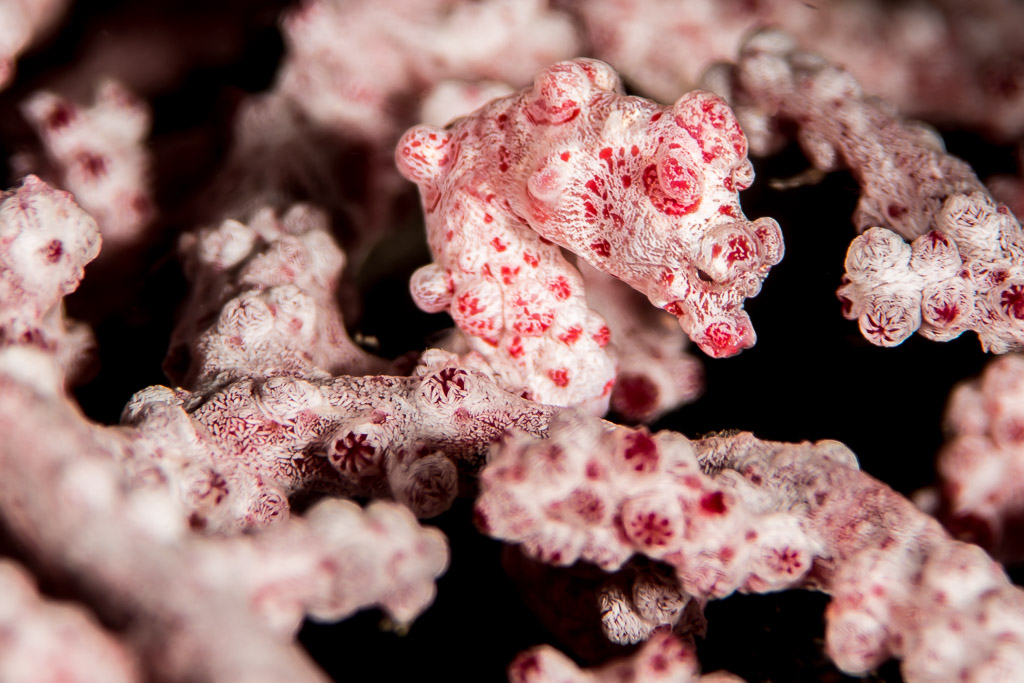 Pink pygmy seahorse camouflaged among knobby sea fan polyps, Anilao, Batangas, Philippines