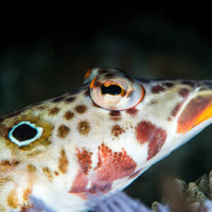 Sandperch head close-up with orange lips and spotted cheek, Anilao, Batangas, Philippines