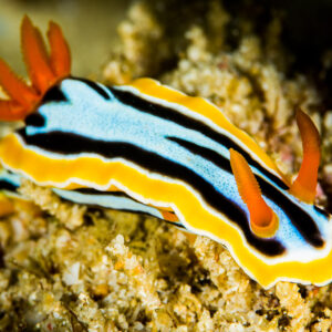 Striped chromodoris nudibranch with orange gills on rubble, side view, Anilao, Batangas, Philippines