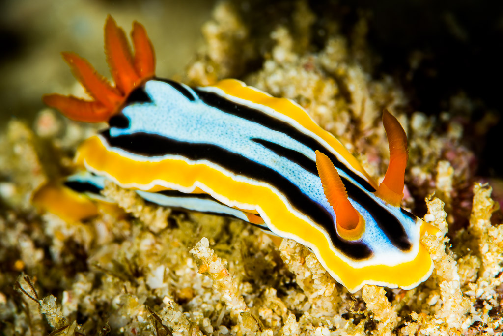 Chromodoris strié aux branchies orange sur des débris, vue de profil, Anilao, Batangas, Philippines