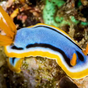 Anna's chromodoris nudibranch with yellow-orange gills, left-facing profile, Anilao, Batangas, Philippines