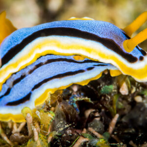 Anna's chromodoris nudibranch crawling diagonally across algae-covered rock, Anilao, Batangas, Philippines