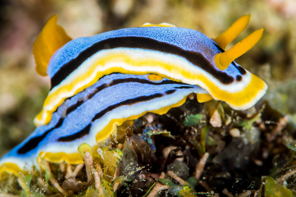 Anna's chromodoris nudibranch crawling diagonally across algae-covered rock, Anilao, Batangas, Philippines