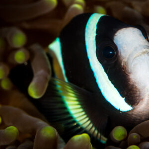 Poisson-clown de Clark sombre à bandes blanches blotti dans les tentacules d’une anémone, Anilao, Batangas, Philippines