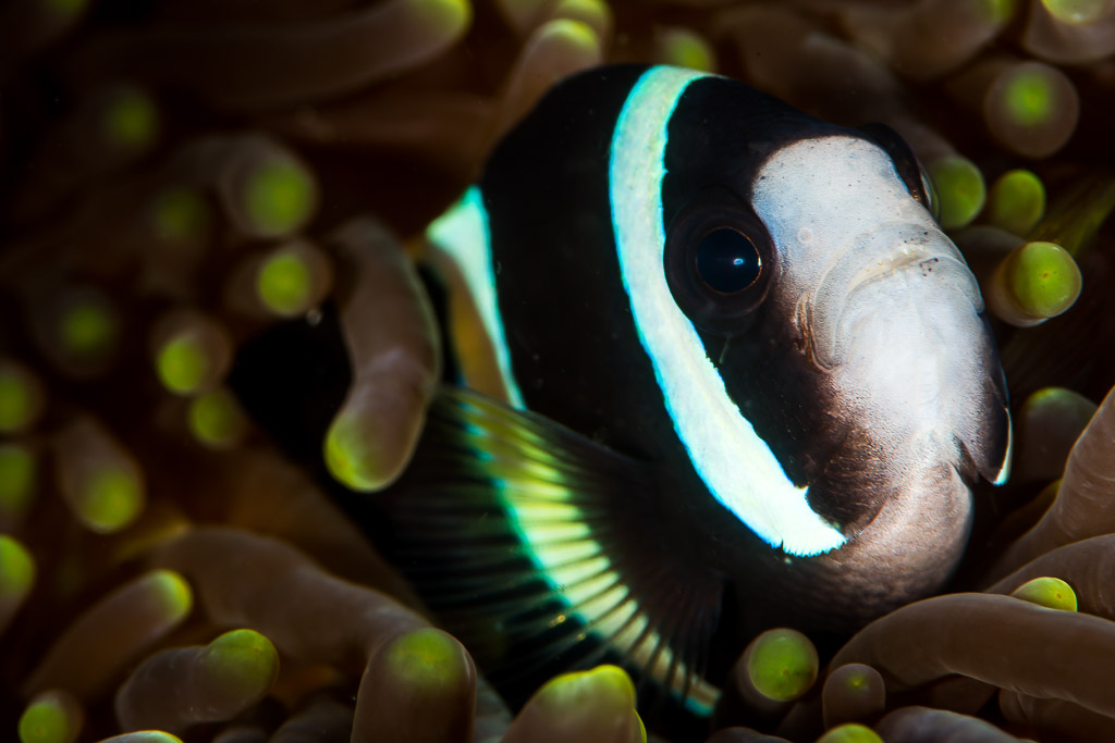 Poisson-clown de Clark sombre à bandes blanches blotti dans les tentacules d’une anémone, Anilao, Batangas, Philippines