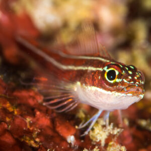Striped triplefin perched on red encrusting sponge, Anilao, Batangas, Philippines