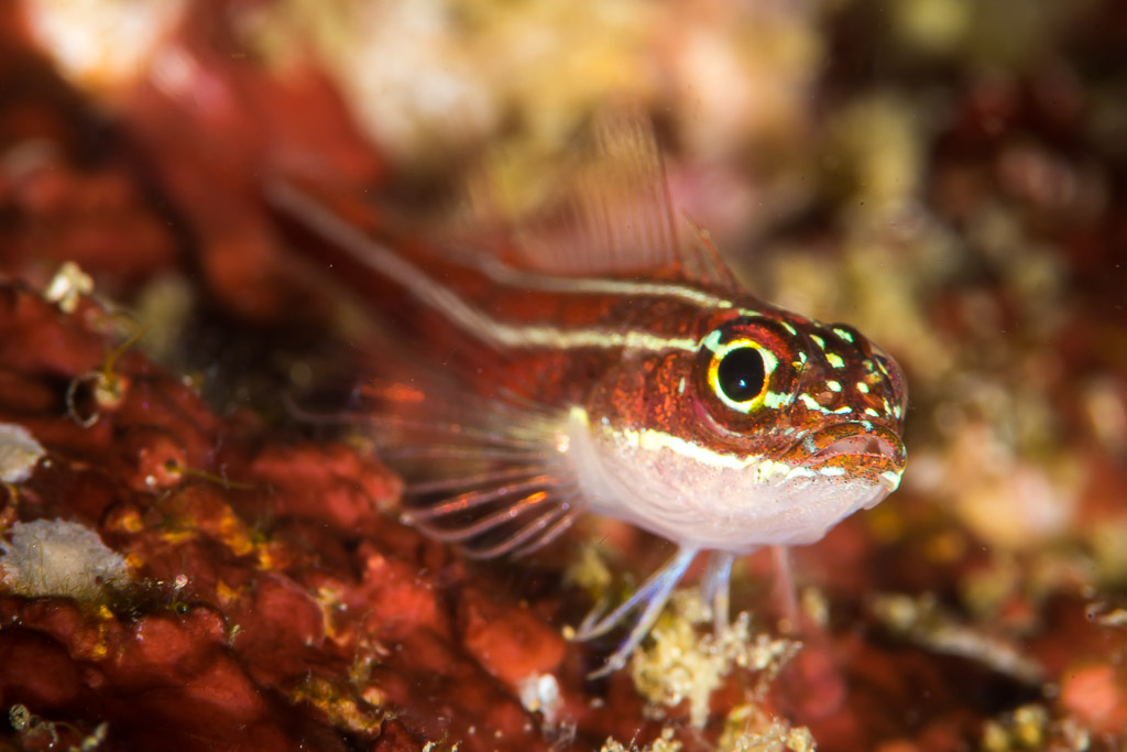 Striped triplefin perched on red encrusting sponge, Anilao, Batangas, Philippines