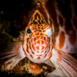Threadfin hawkfish facing the camera, head-on portrait, Anilao, Batangas, Philippines