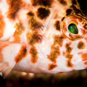 Threadfin hawkfish head close-up, spotted cheek and green eye, Anilao, Batangas, Philippines