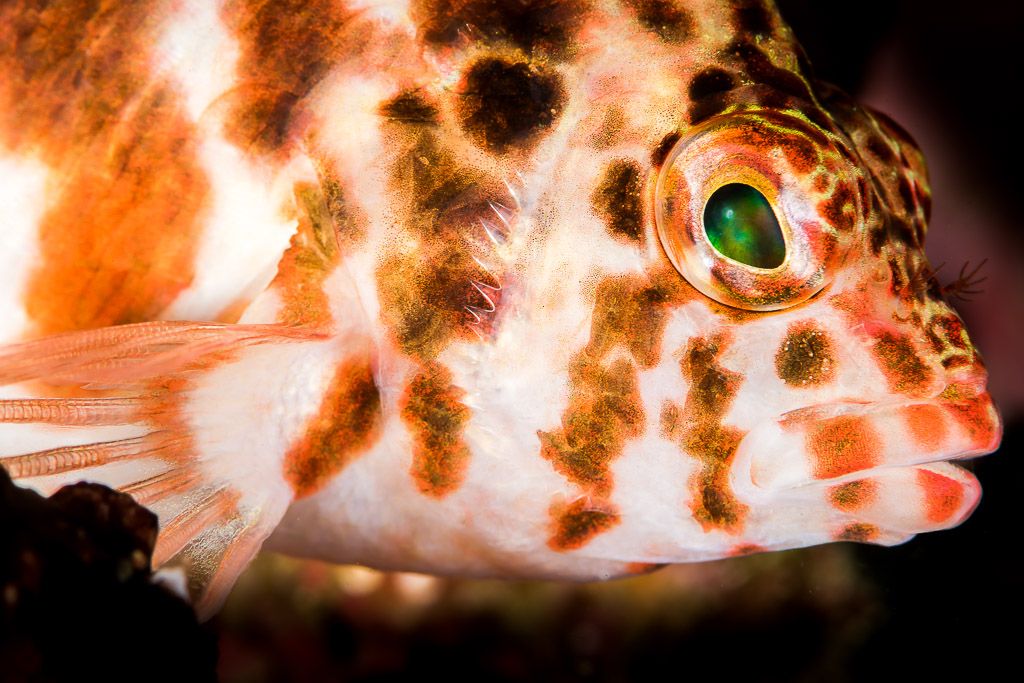 Threadfin hawkfish head close-up, spotted cheek and green eye, Anilao, Batangas, Philippines