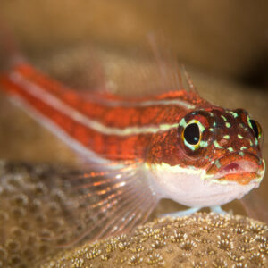 Striped triplefin on a hard coral boulder, warm blurred background, Anilao, Batangas, Philippines