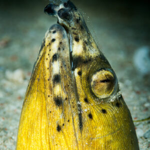 Black-finned snake eel head with yellow throat emerging from sand, Anilao, Batangas, Philippines