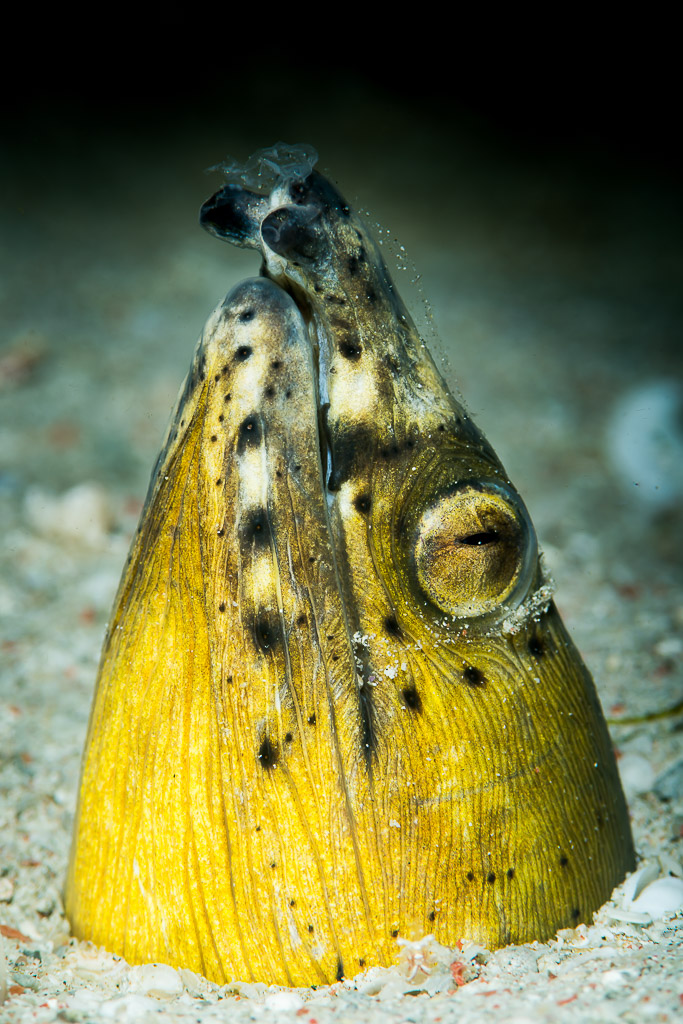 Black-finned snake eel head with yellow throat emerging from sand, Anilao, Batangas, Philippines