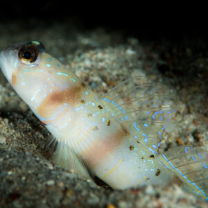 Shrimpgoby with blue-spotted fins resting at its burrow on dark sand, Anilao, Batangas, Philippines