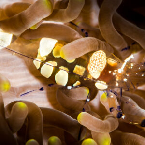 Peacock-tail anemone shrimps with white-spotted bodies among anemone tentacles, Anilao, Batangas, Philippines