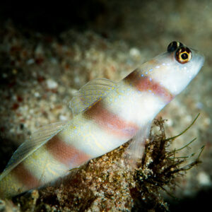 Steinitz's shrimpgoby with orange bands perched beside its burrow, Anilao, Batangas, Philippines