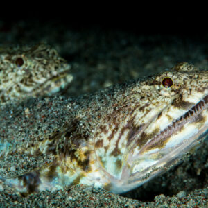 Deux poissons-lézards à moitié enfouis dans le sable, seules têtes et yeux visibles, Anilao, Batangas, Philippines