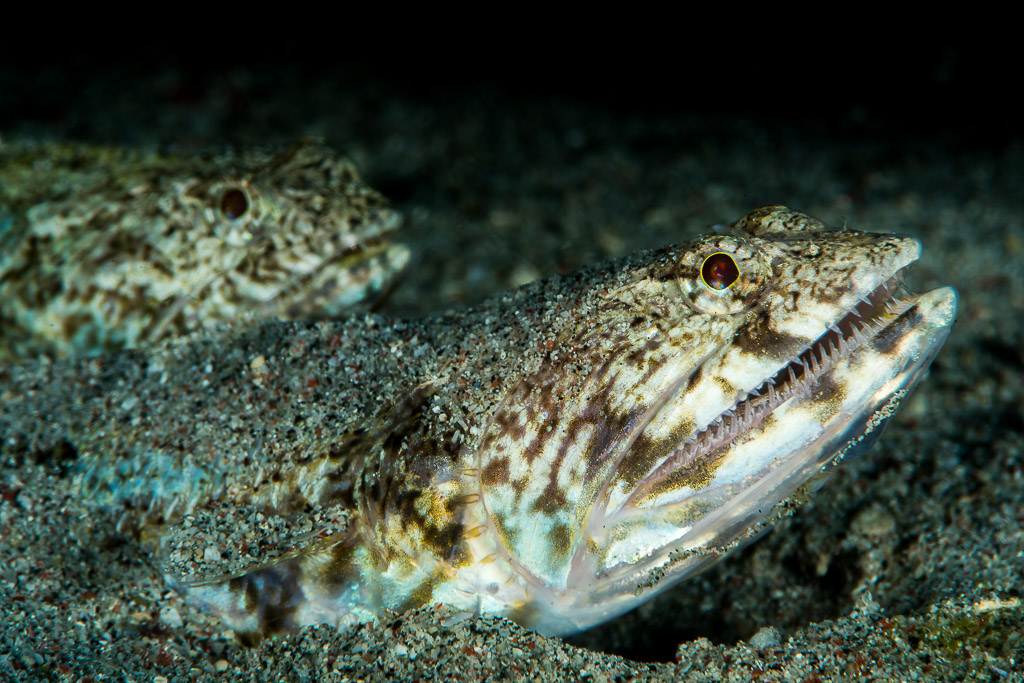 Two lizardfish half-buried in sand, only heads and eyes showing, Anilao, Batangas, Philippines