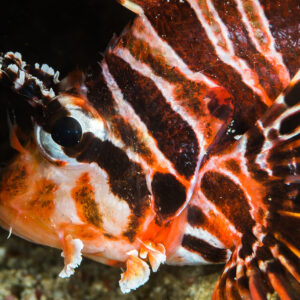 Spotted lionfish head close-up with banded fin rays and eye tentacle, Anilao, Batangas, Philippines