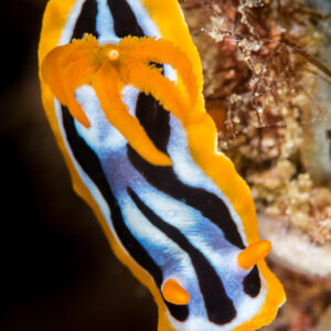 Striped chromodoris nudibranch with orange rim, vertical top view, Anilao, Batangas, Philippines