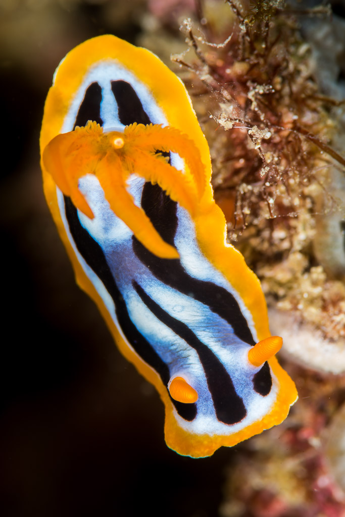 Striped chromodoris nudibranch with orange rim, vertical top view, Anilao, Batangas, Philippines