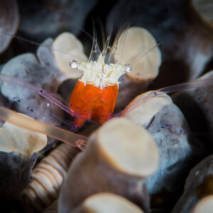 Mushroom coral shrimp with orange body among translucent coral tentacles, Anilao, Batangas, Philippines