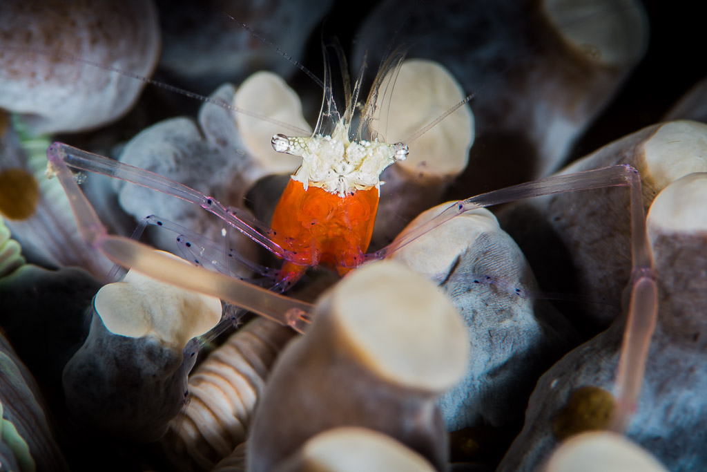 Mushroom coral shrimp with orange body among translucent coral tentacles, Anilao, Batangas, Philippines
